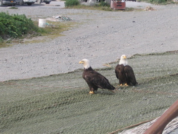 These two eagles were on the fishing nets spread out to dry in front of our hotel in Dutch Harbor