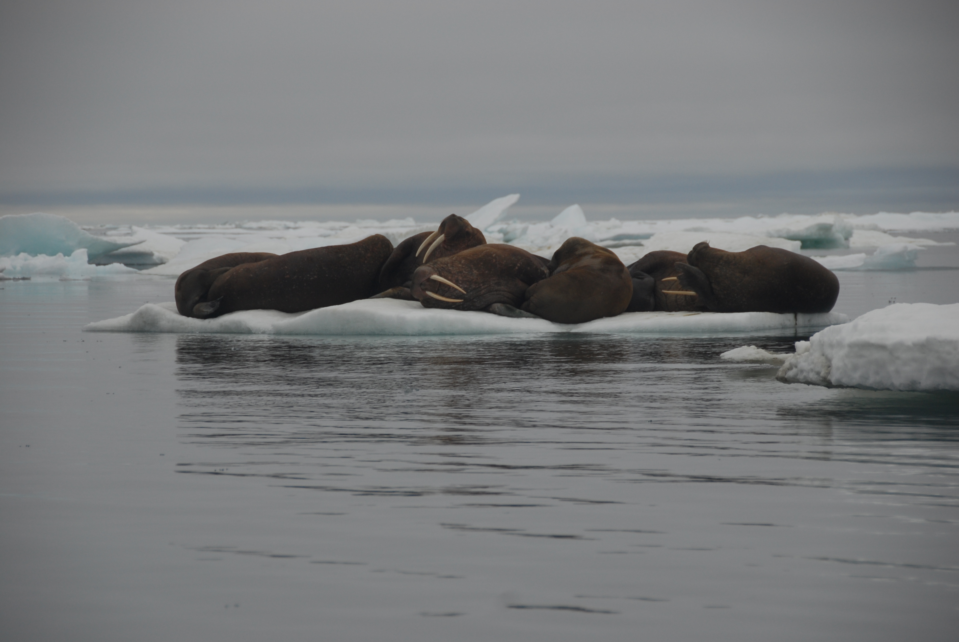 Walrus resting on ice in the Arctic Ocean